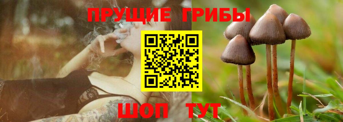 Галлюциногенные грибы Psilocybe Мурманск
